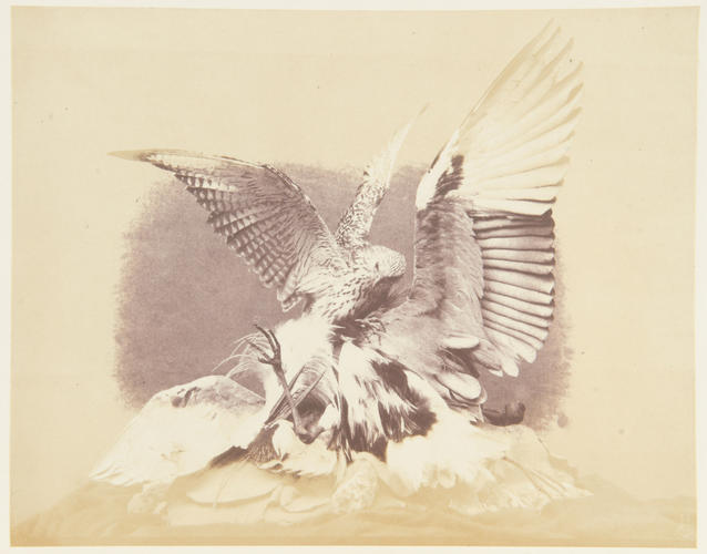 'Hawk and Heron' 'Hawk and Heron'