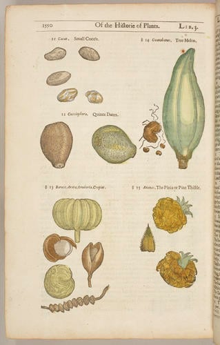 The Herball, or, Generall historie of plantes, gathered by John Gerarde of London, Master in Chirurgerie . . . enlarged and emended by Thomas Johnson . . 