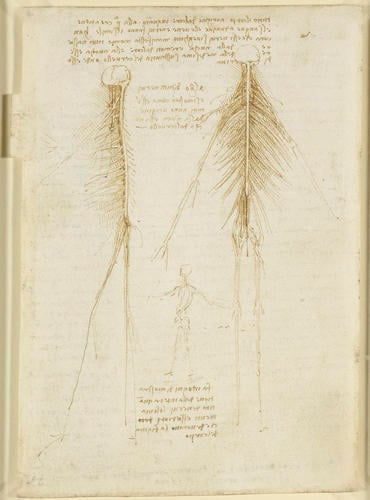 Recto: Notes on the respiratory system, with a marginal sketch. Verso: The nervous system