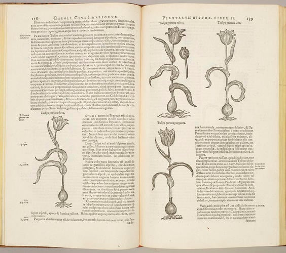 Rariorum plantarum historia / Carolus Clusius