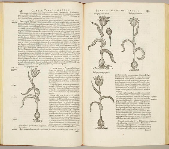 Rariorum plantarum historia / Carolus Clusius