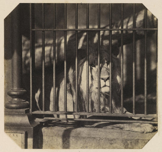 Lion, London Zoo