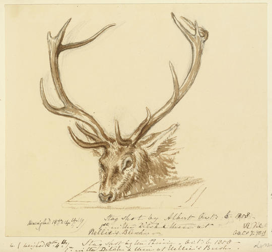 Stag shot by the Prince Stag shot by the Prince