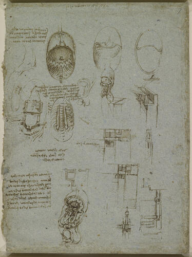 The diaphragm of a dog, and other studies