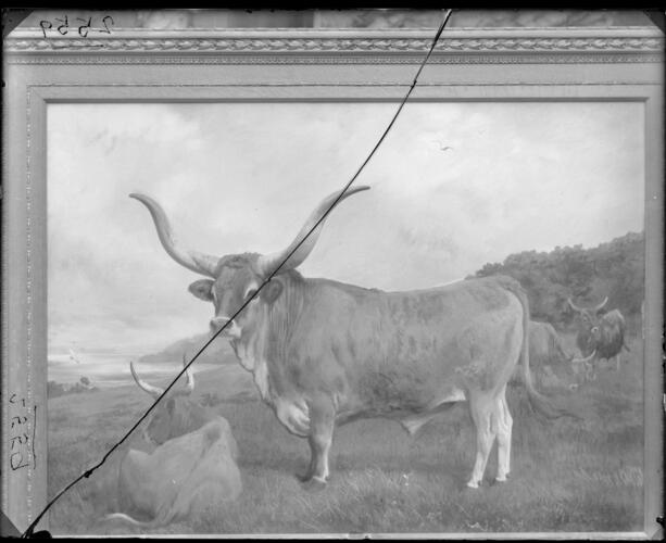Glass plate negative of a painting of Spanish Oxen Glass plate negative of a painting of Spanish Oxen