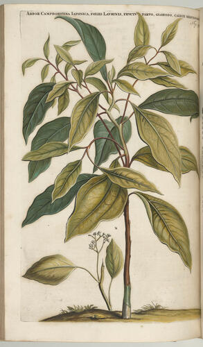 Horti medici Amstelodamensis rariorum, tam orientalis, quam occidentalis Indiae, aliarumque peregrinarum plantarum . . . descriptio et icones ; t. 1 / by Joannes Commelinus ; edited by Fredericus Ruyschius and Franciscus Kiggelarius