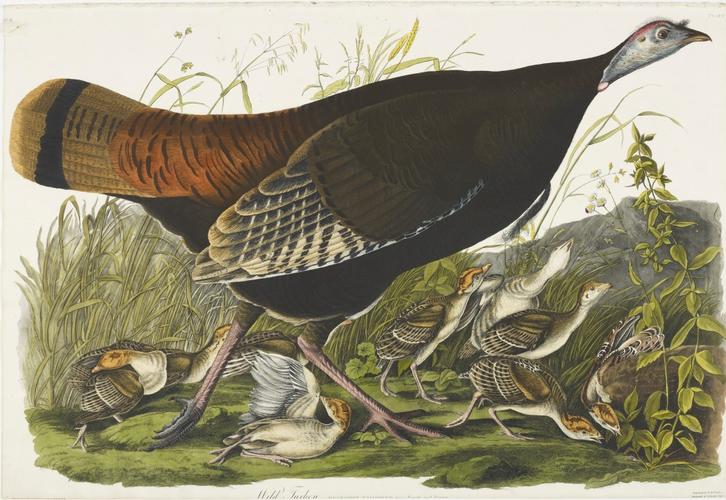 The Birds of America, from original drawings ; [v. 1] / by John James Audubon