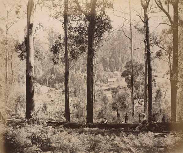 The Cruise of HMS Bacchante 1879-1881: Scene from Mount Mary Ann, looking towards Mount Monda, Victoria