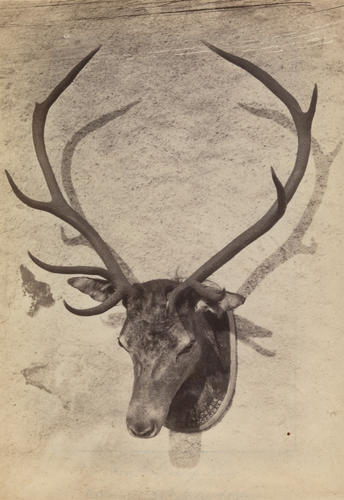 'Head of a Stag shot by The Prince'