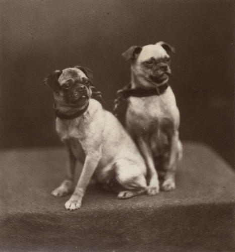 Topsey and Minnie, Queen Victoria's pet dogs, 1877