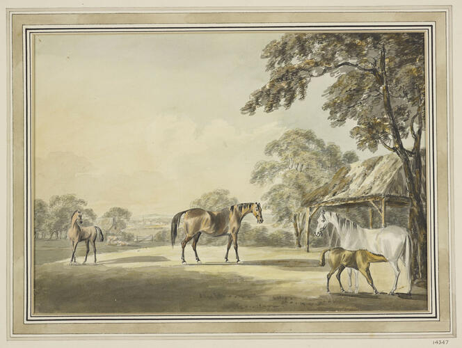 Two mares with foals