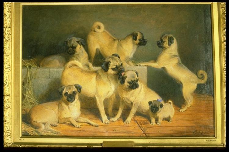 A Family of Pugs