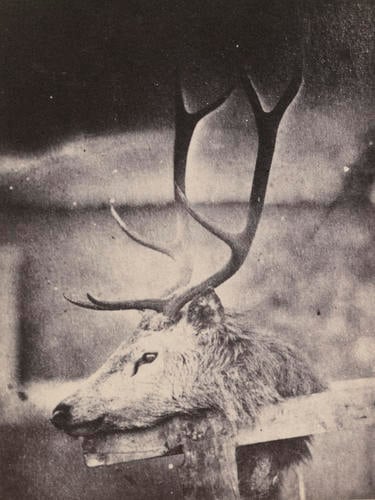 Head of a stag shot by Prince Albert, Drummour, 1 October 1853