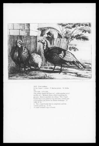 Four Turkeys Four Turkeys
