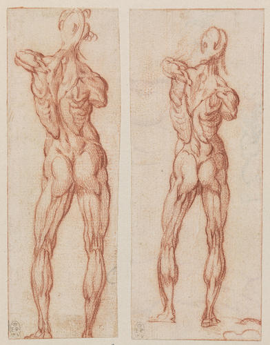 Two anatomical studies Two anatomical studies