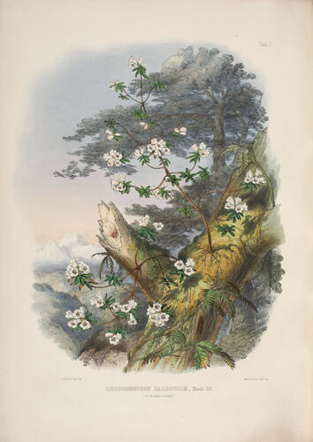 The Rhododendrons of Sikkim-Himalaya : being an account, botanical and geograhpical, of the rhododendrons recently discovered in the mountains of Eastern Himalaya, . . . / by Joseph Dalton Hooker ; edited by Sir W. J. Hooker