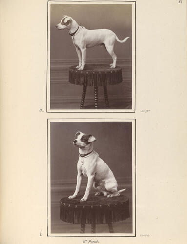 Mr Punch, the dog of the Seaforth Highlanders