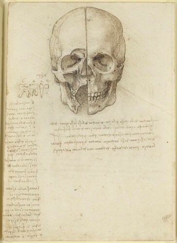 Recto: The cranium sectioned. Verso: The skull sectioned Recto: The cranium sectioned. Verso: The skull sectioned