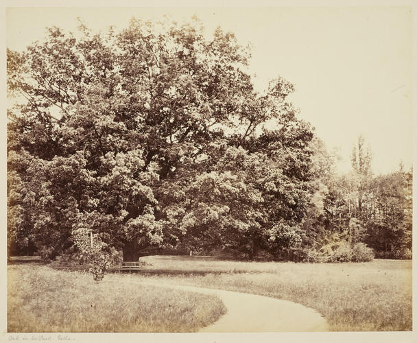 'Eichbaum im Park'; Oak tree in the park, Gotha