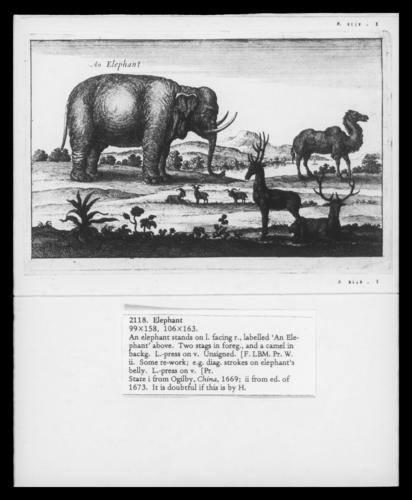Elephant Elephant