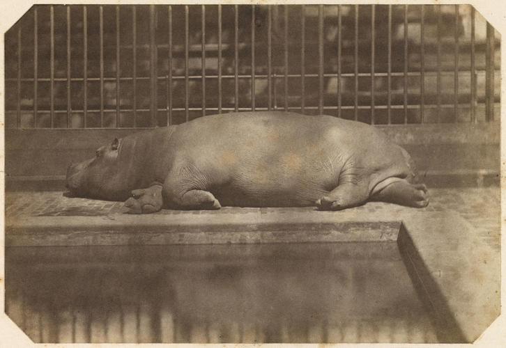 Obaysch, the Hippopotamus, London Zoo