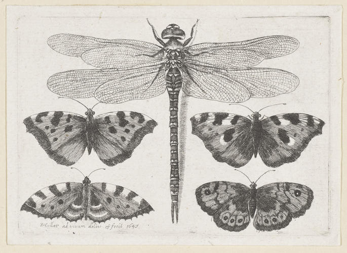 Dragonfly and Four Butterflies Dragonfly and Four Butterflies