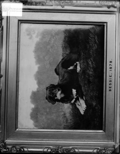 Glass plate negative of a picture of Bessie