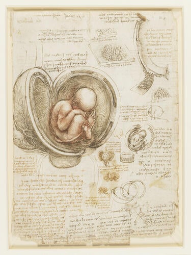 The fetus in the womb; sketches and notes on reproduction