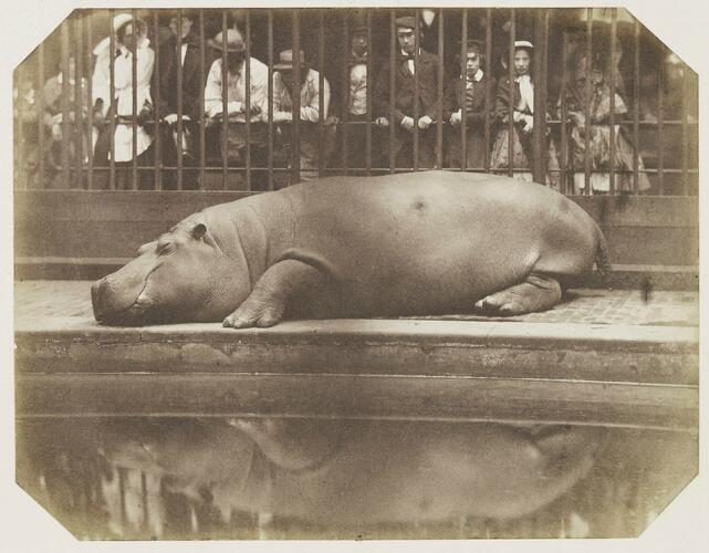 Obaysch, the Hippopotamus, London Zoo