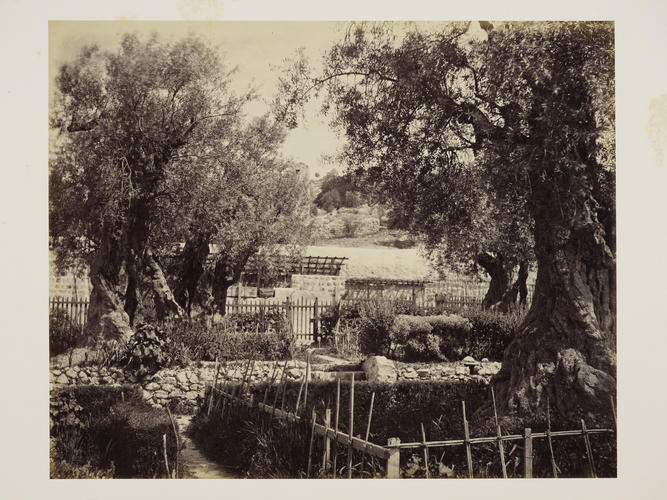The Garden of Gethsemane [Jerusalem]