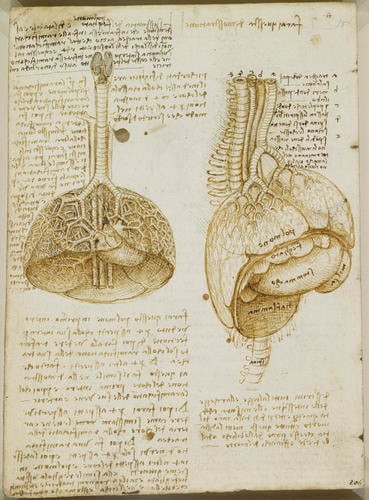 Recto: The bladder. Verso: The lungs