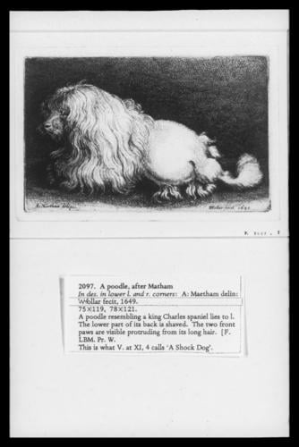 A Poodle, after Matham A Poodle, after Matham