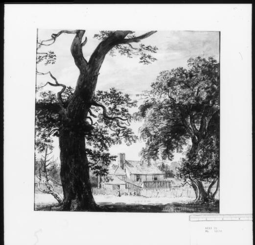 In Old Windsor Wood