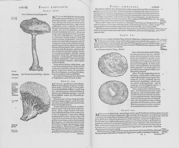 Rariorum plantarum historia / Carolus Clusius