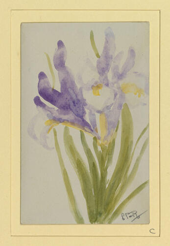 Master: Fairies, Landscape with sea, Irises
Item: Irises