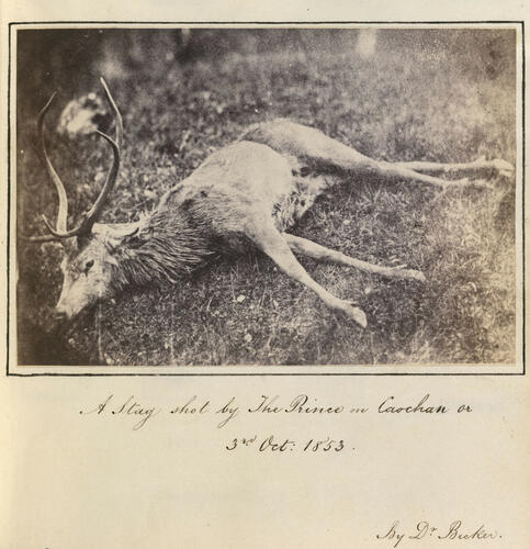 A stag shot by Prince Albert on Caochan, 3 October 1853