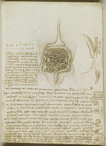 Recto: The gastrointestinal tract, and the bladder. Verso: The gastrointestinal tract, and the stomach, liver and spleen