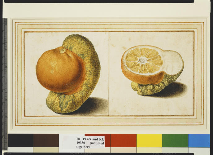 Citron + sour orange (?), Citrus medica L. + Citrus aurantium L. (?): chimeric whole fruit