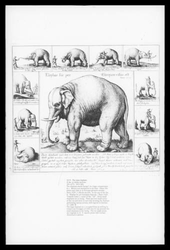 The Tame Elephant The Tame Elephant