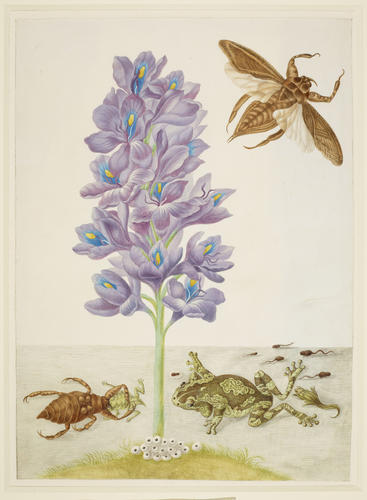 Water Hyacinth with Marbled or Veined Tree-Frogs and Giant Water-Bugs