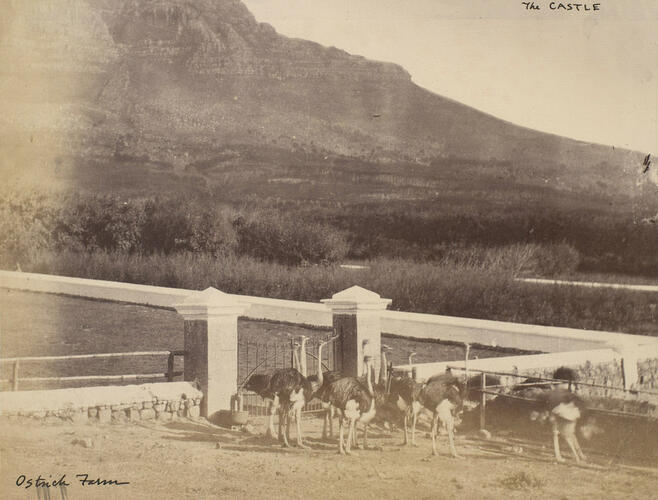 The Cruise of HMS Bacchante 1879-82: Ostrich Farm, South Africa The Cruise of HMS Bacchante 1879-82: Ostrich Farm, South Africa