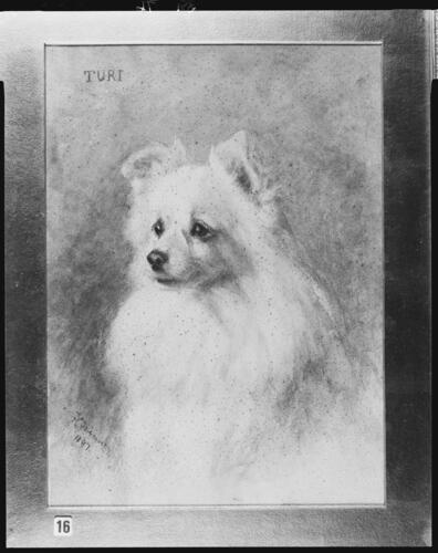 Turi