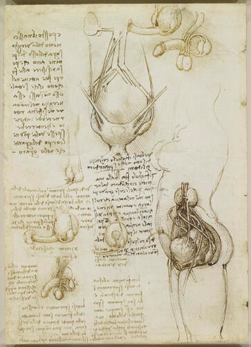 Recto: The vulva and anus. Verso: The male and female reproductive systems