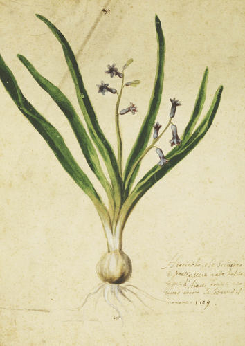 Hyacinth, Hyacinthus Orientalis L