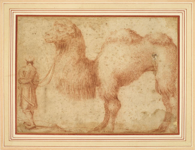 A camel led by an oriental A camel led by an oriental