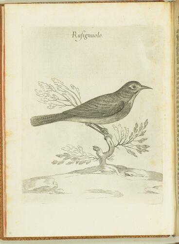 Uccelliera overo discorso della natura e proprieta di diversi uccelli e in particolare di que che cantano, con il modo di prendergli. . . Uccelliera overo discorso della natura e proprieta di diversi uccelli e in particolare di que che cantano, con il modo di prendergli. . .