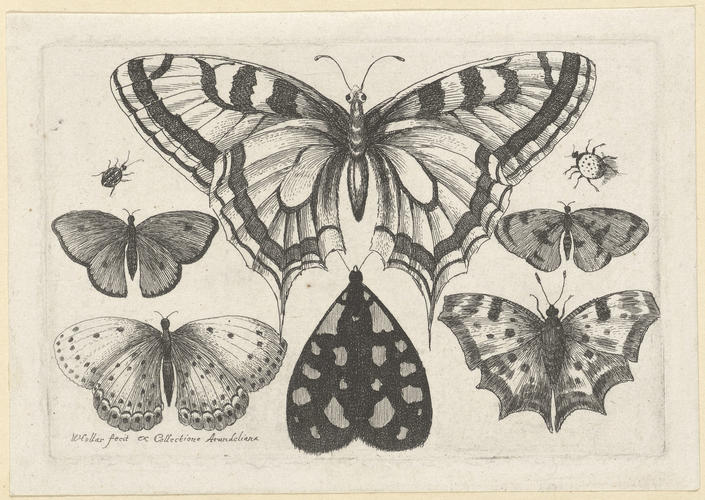 Five Butterflies, a Moth, and Two Beetles