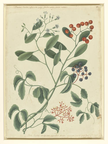 Frutex Rubo similis and Pittoniae similis
