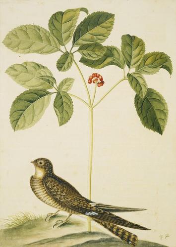 The Whip-poor-Will and the Ginseng or Nin-Sin of the Chinese