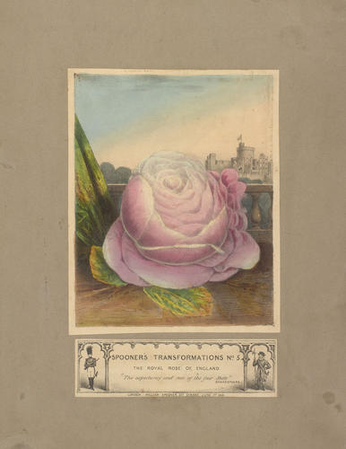 Spooner's Transformations No. 5 - The Royal Rose of England Spooner's Transformations No. 5 - The Royal Rose of England